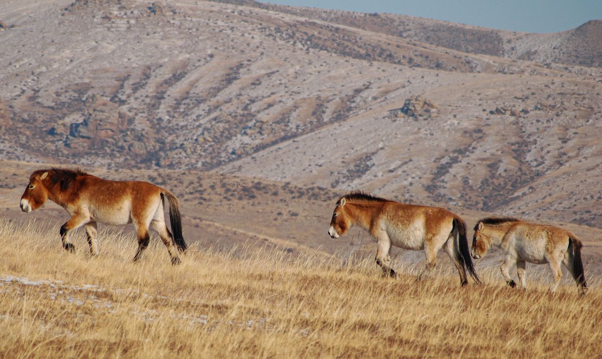 Takhi Horses in Khustai National park Mongolia