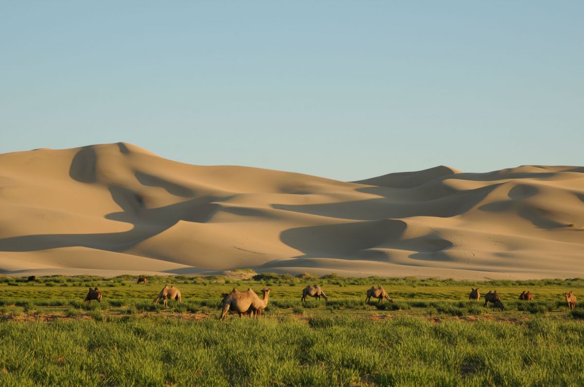 Khongor Sand Dunes