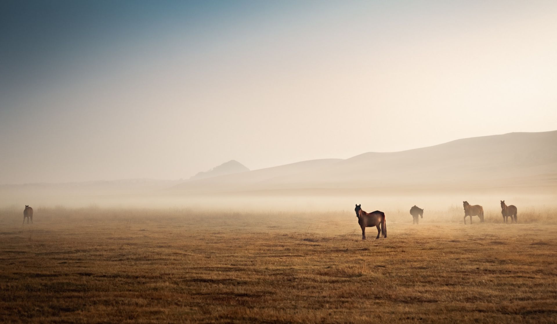 Horses in the wilderness