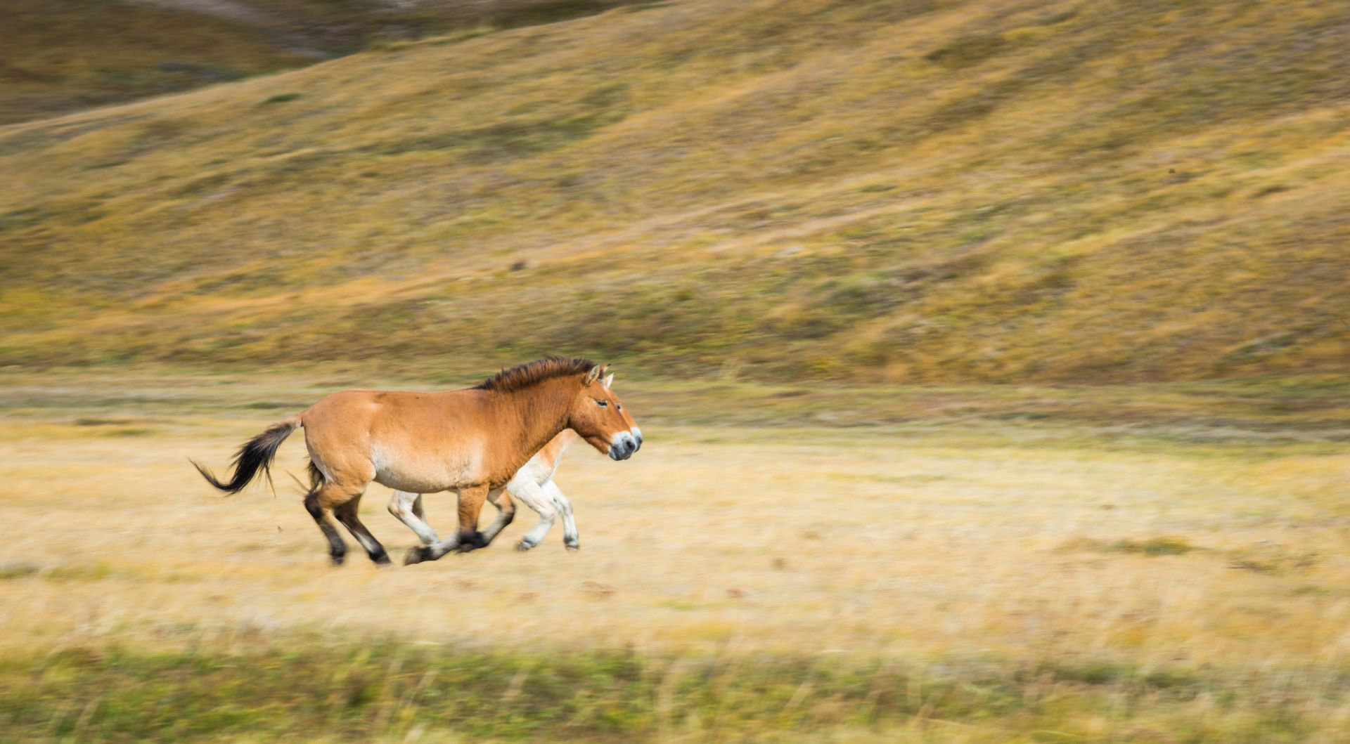 Top places to visit in Mongolia: Hustai National Park with its wild horses