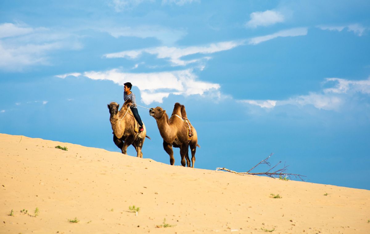 Bacterian camels in the gobi desert of Mongolia