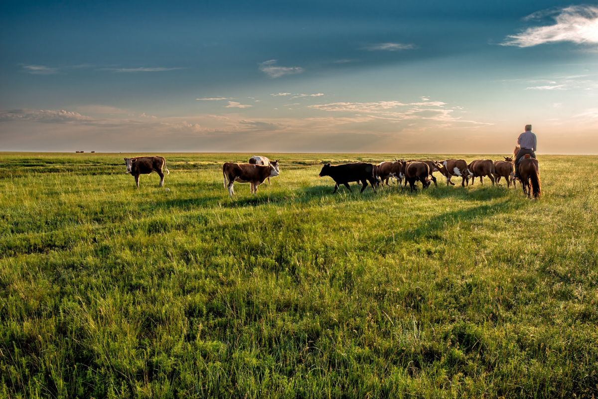 Cows grazing in Mongolian grassland and steppes