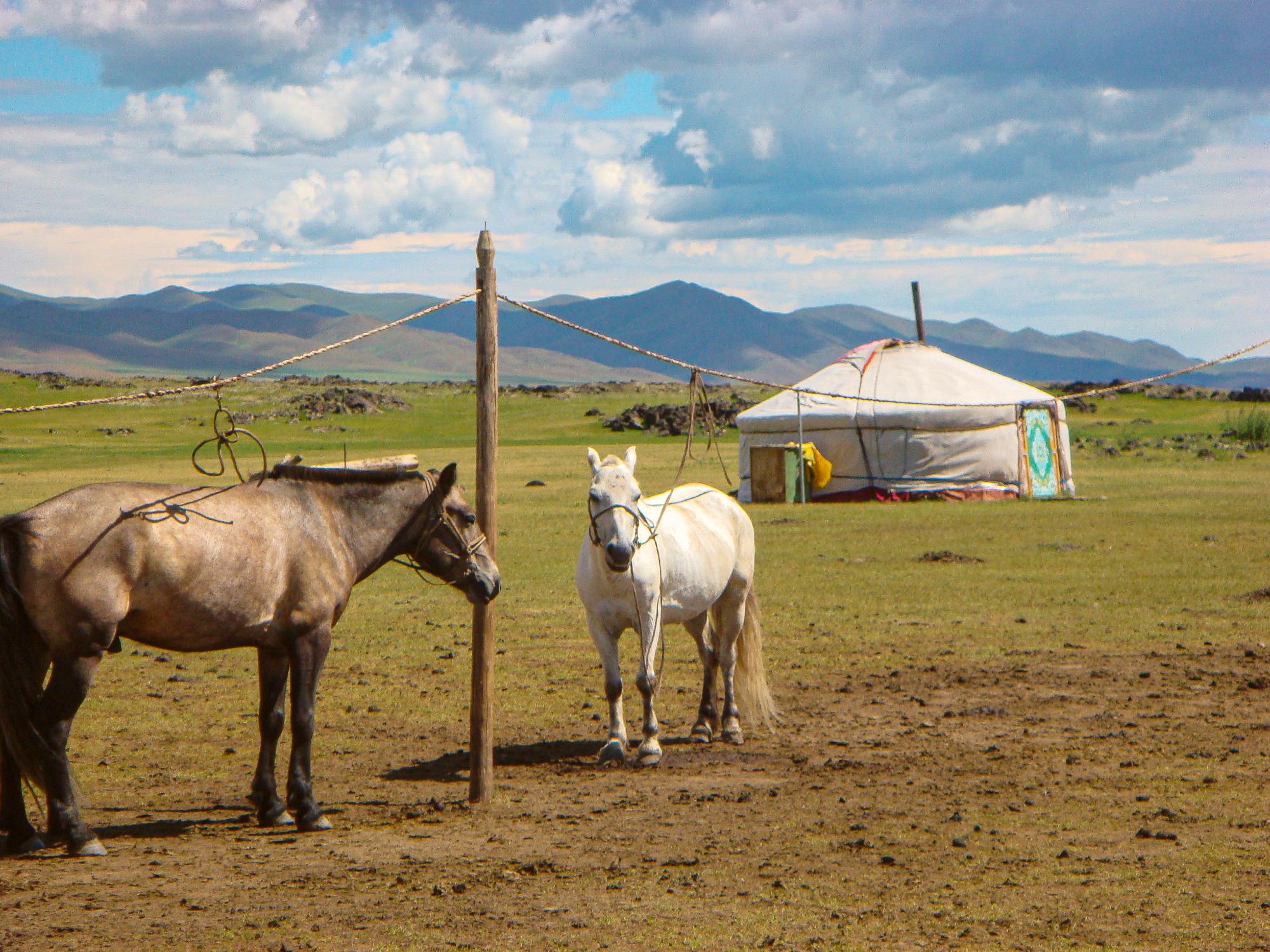 Horses hitched outside a ger.