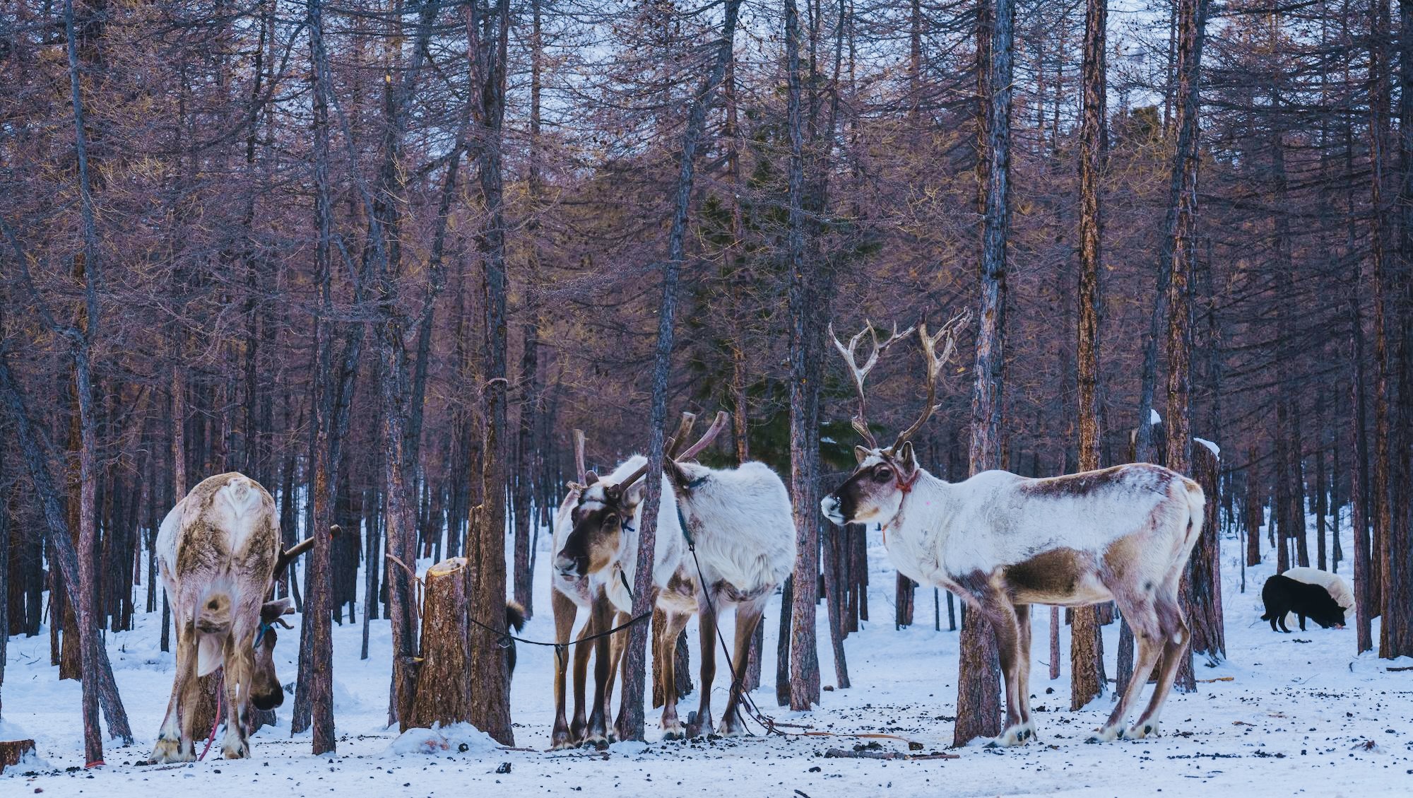 Reindeer graze by a yurt in the snowy forest, a serene sight on a winter trip.