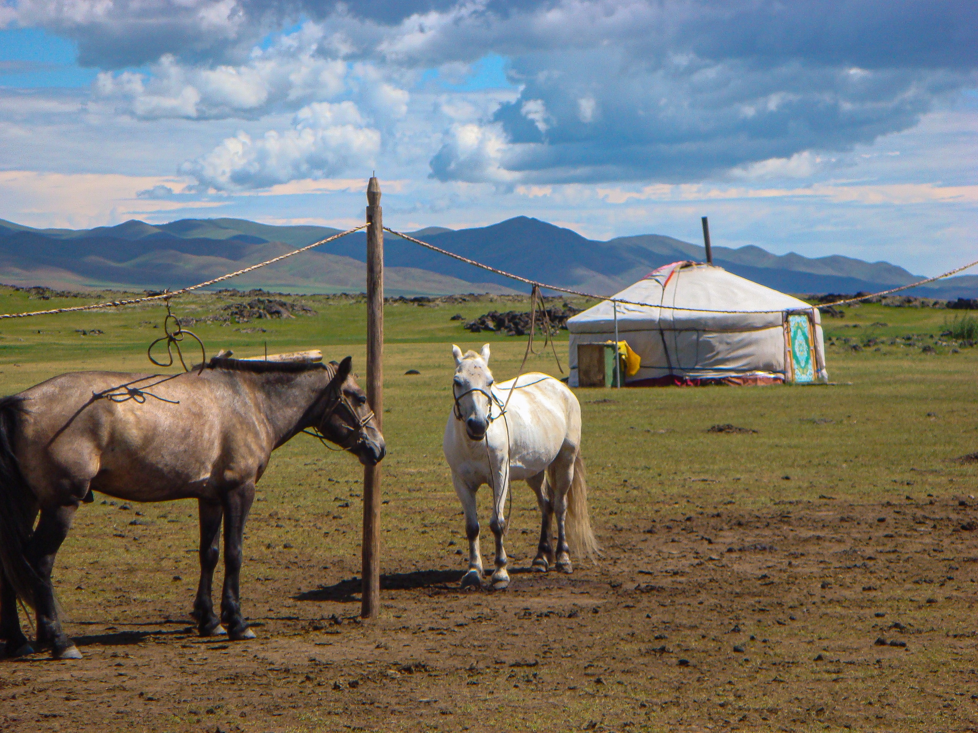 Mongolian horses at Yurt