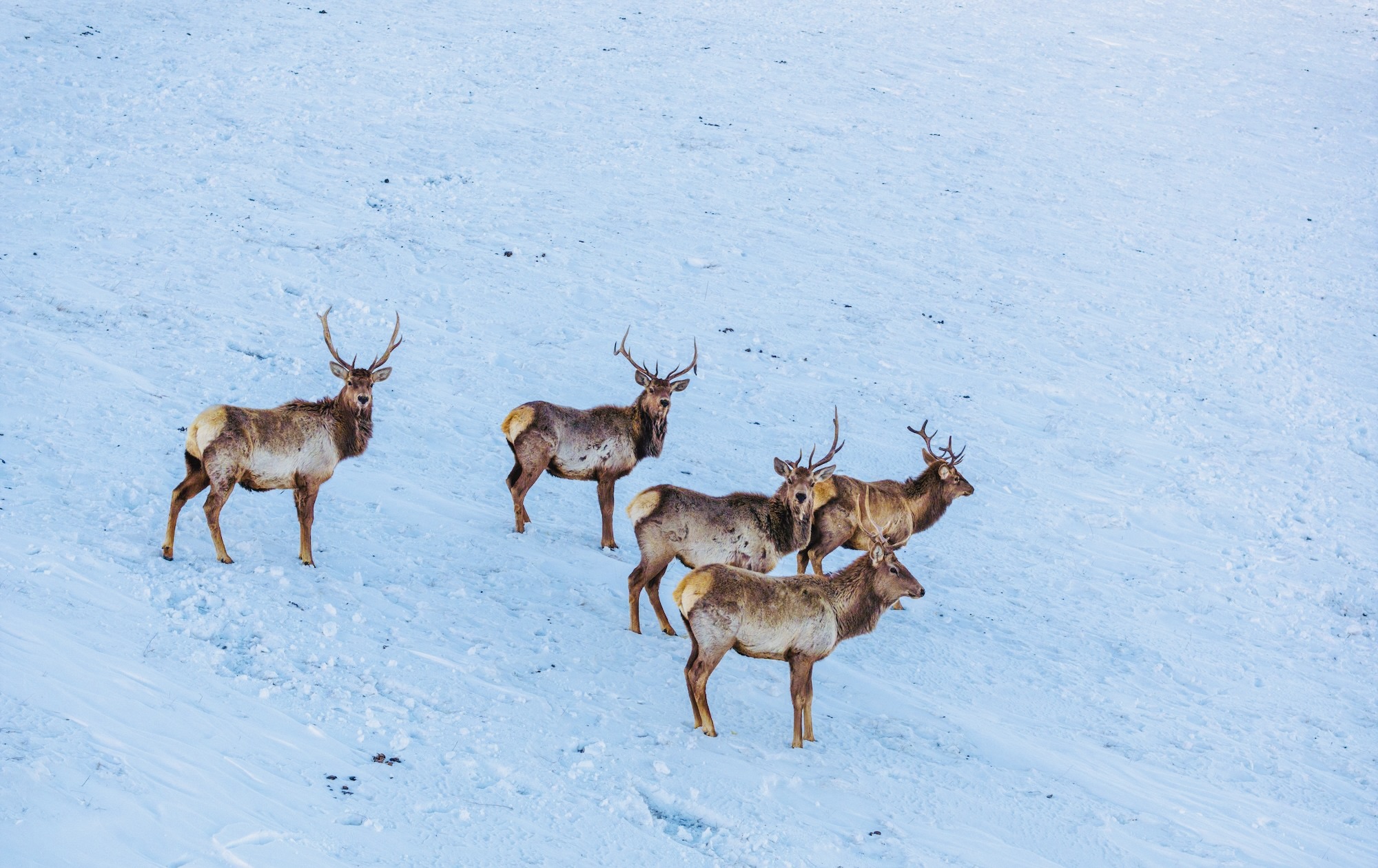 A deer herd stands gracefully on snow, embodying Mongolia in winter.