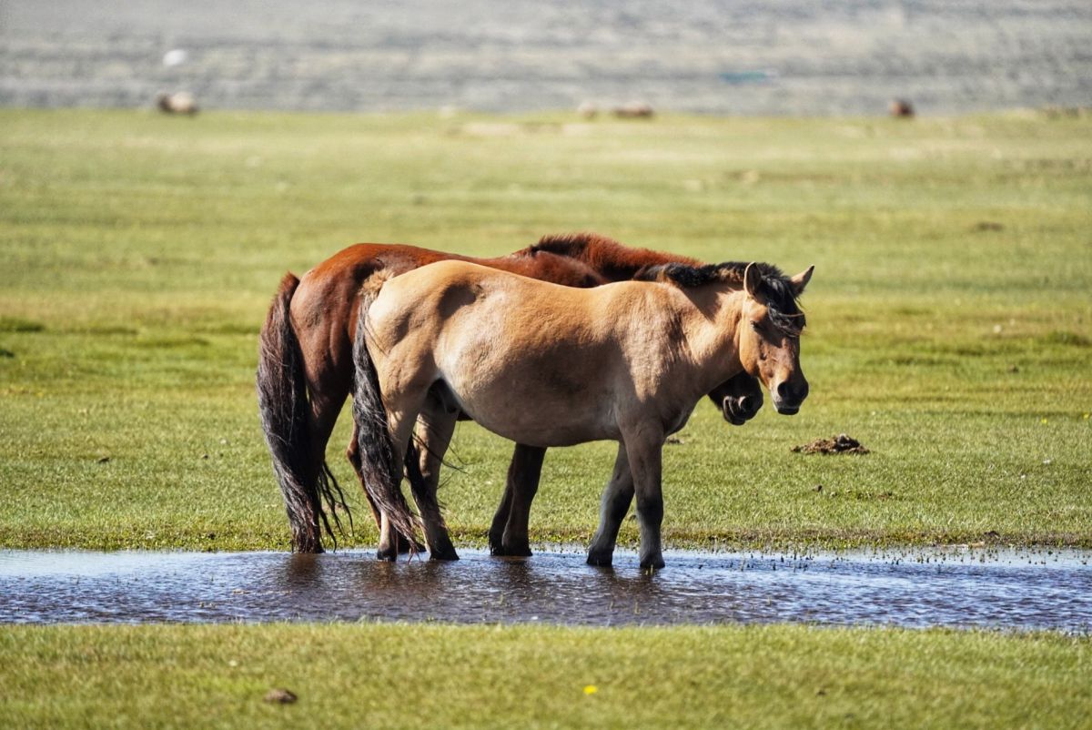 Horses in the steppes of Mongolia