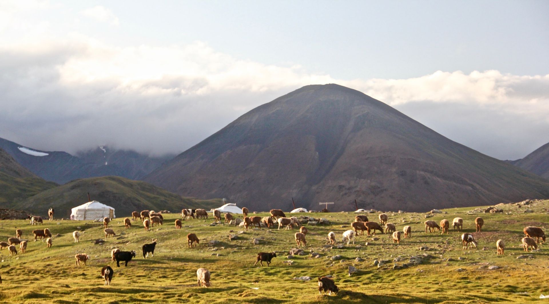 Flock of herd in the Mongolian countryside