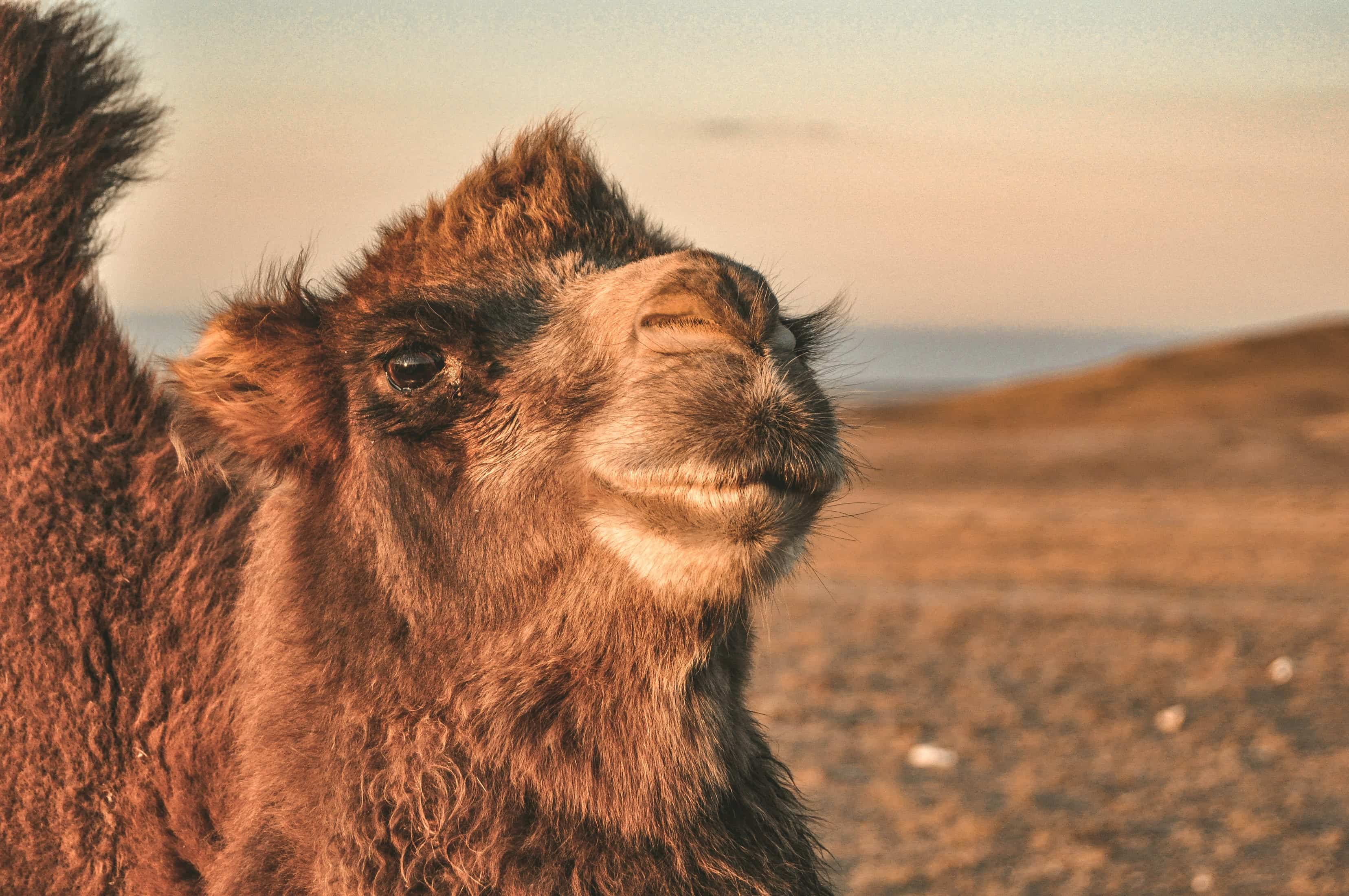 Wildlife at Khongor Sand Dune