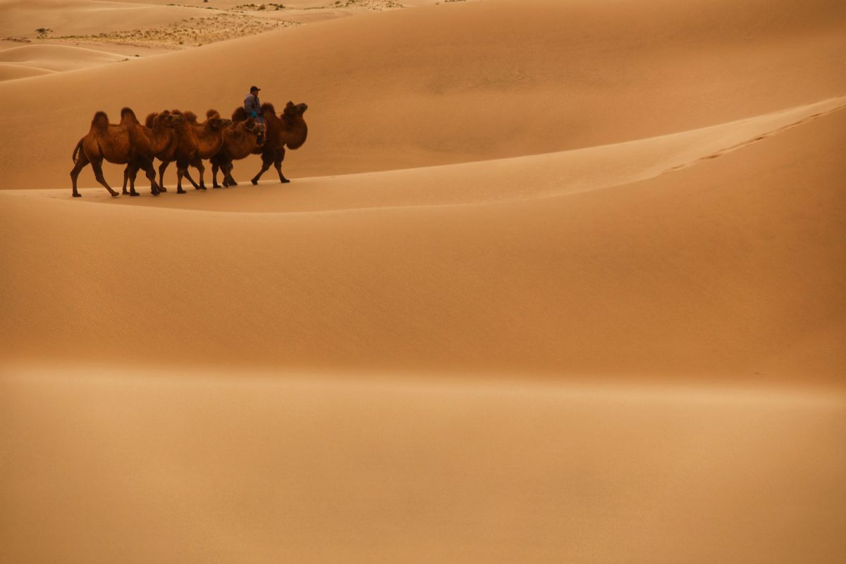  Camels in the Mongolian Gobi desert