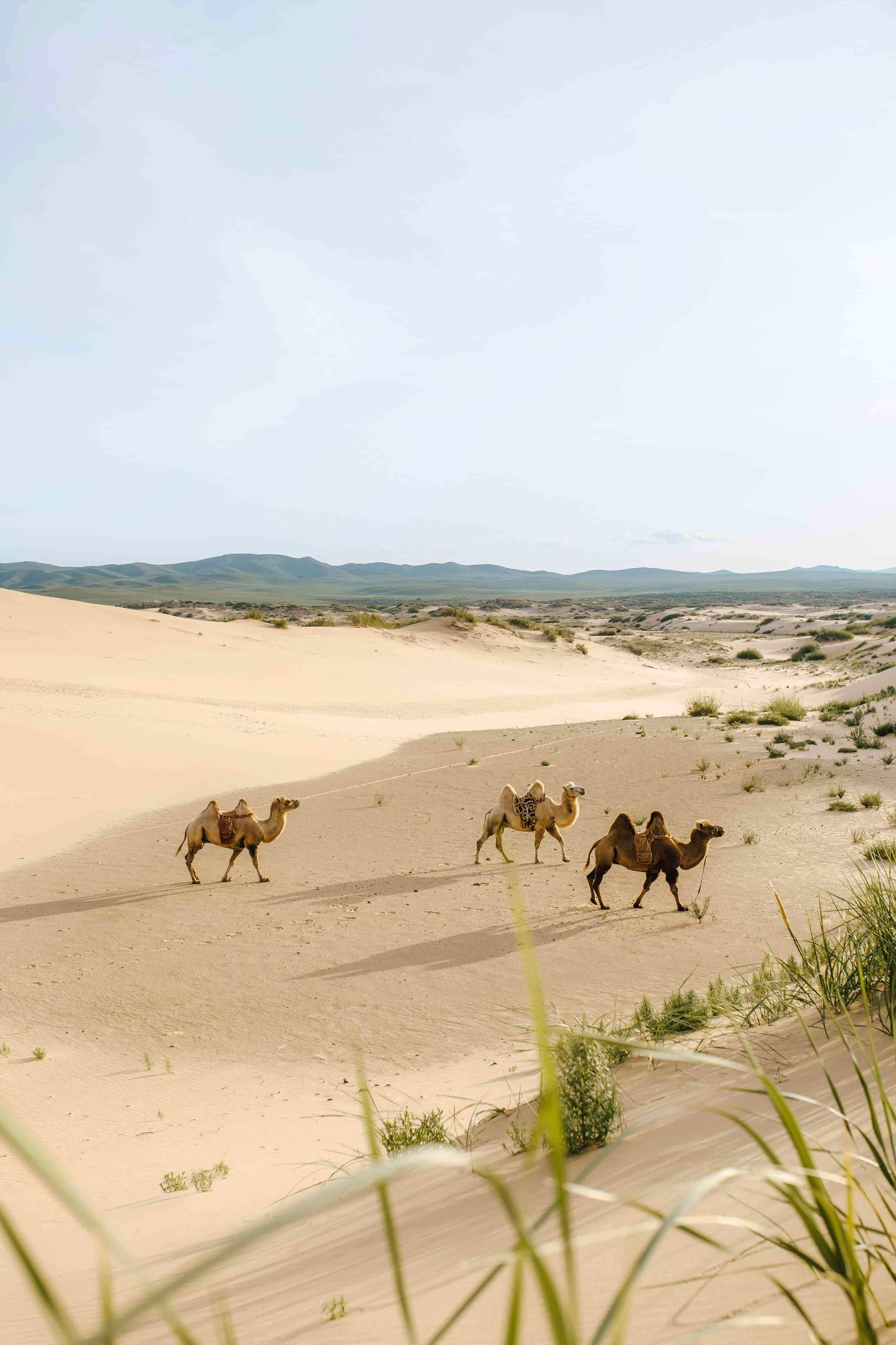 Oasis at the Gobi Desert