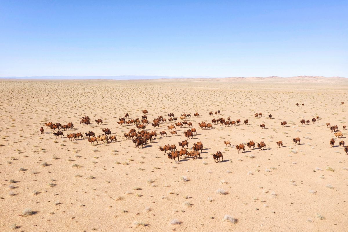 Camel traveling across the Gobi desert