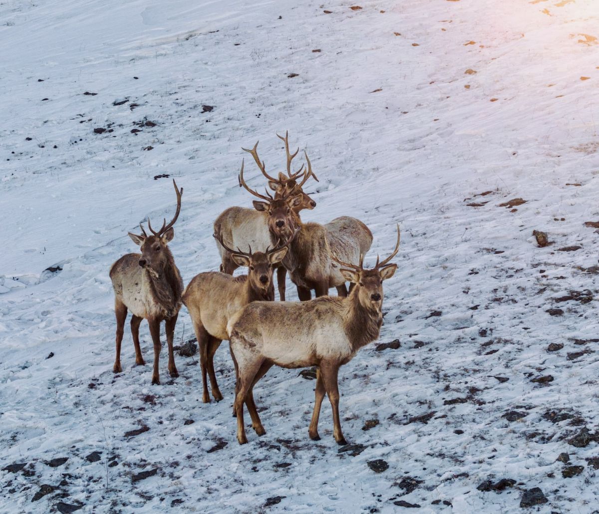 Mongolian winter temperature plunge, creating frigid winters with snow cover across mountain ranges.