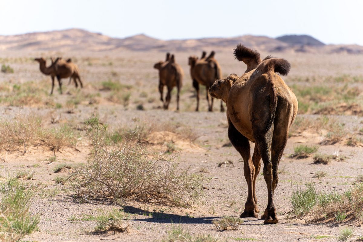 Bactrian Camel
