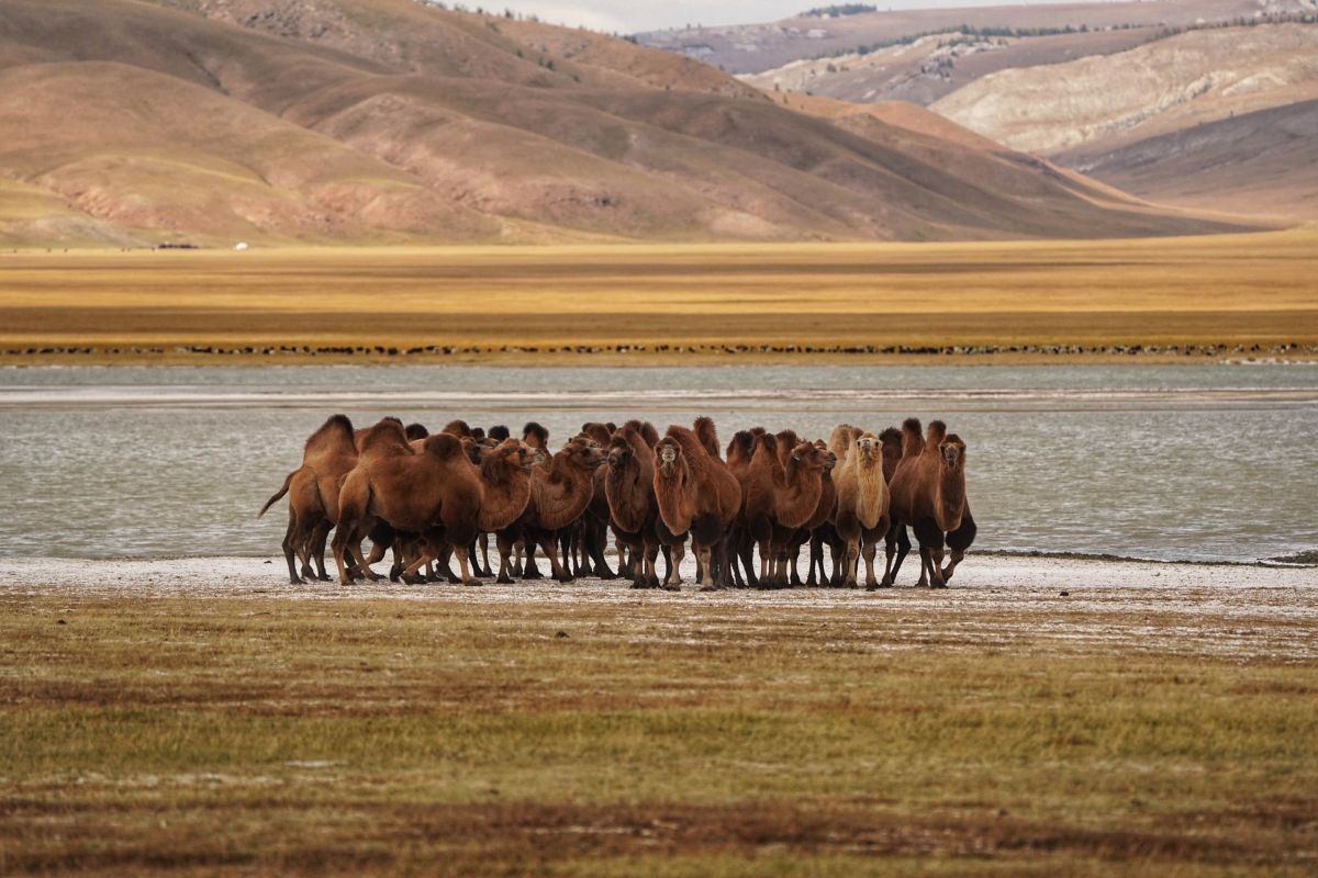 Things to do in Mongolia: Watching Bacterian Camels in the Gobi desert
