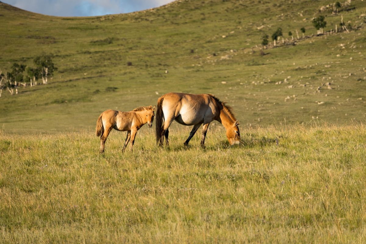 Wild Horses