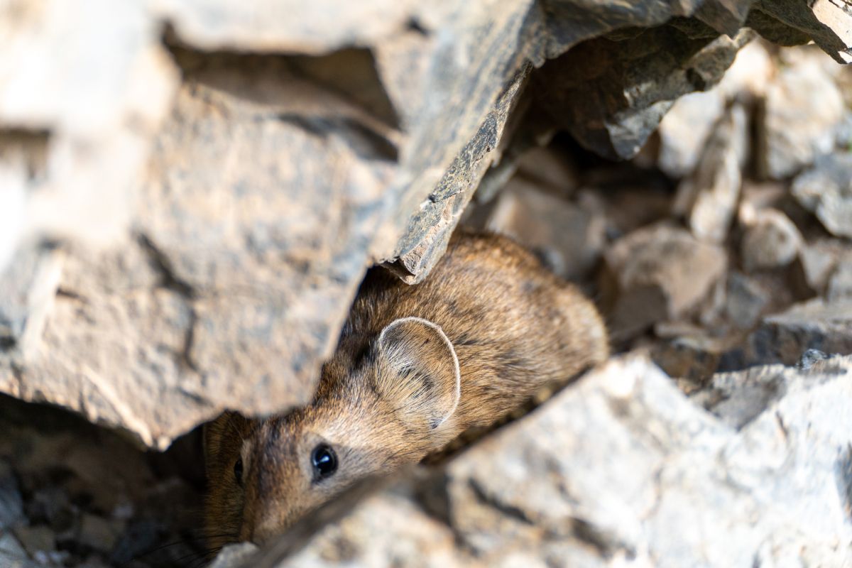 Wild life in Yolyn Am
